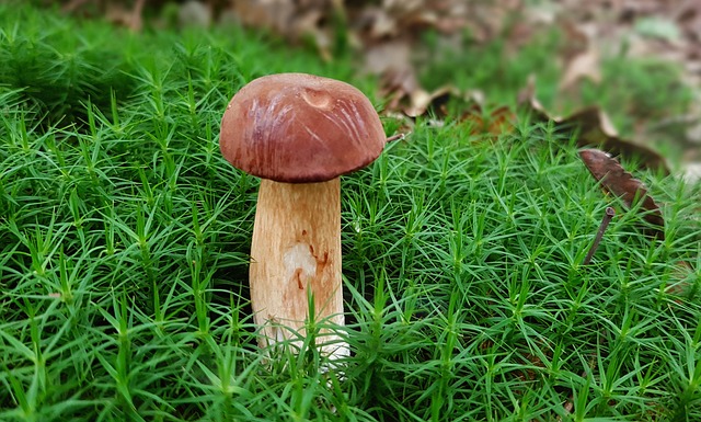 kaštanové houby